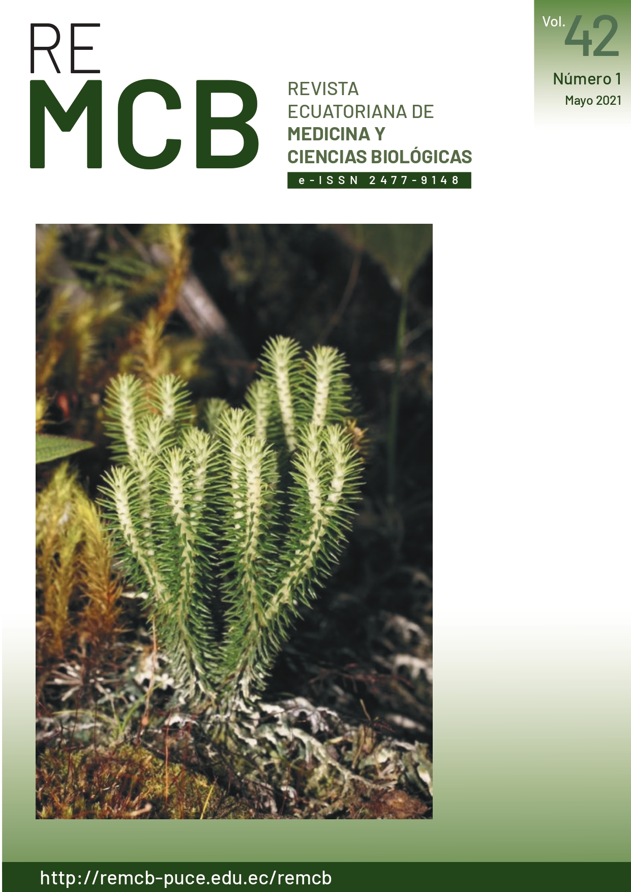 Foto portada: Robbin Moran  Phelgmariurus reflexus (Lycopodiaceae) es una licofita común y muy difundida en los trópicos  americanos. Se la puede distinguir fácilmente de otros géneros tropicales, por presentar tallos  isodicotómicos (tallos que se dividen igualmente en dos partes). Presenta hojas sésiles, enteras y  uninervadas. La foto representa a un espécimen encontrado al borde del carretero en la provincia de  Imbabura, a 35 km al oeste de Otavalo