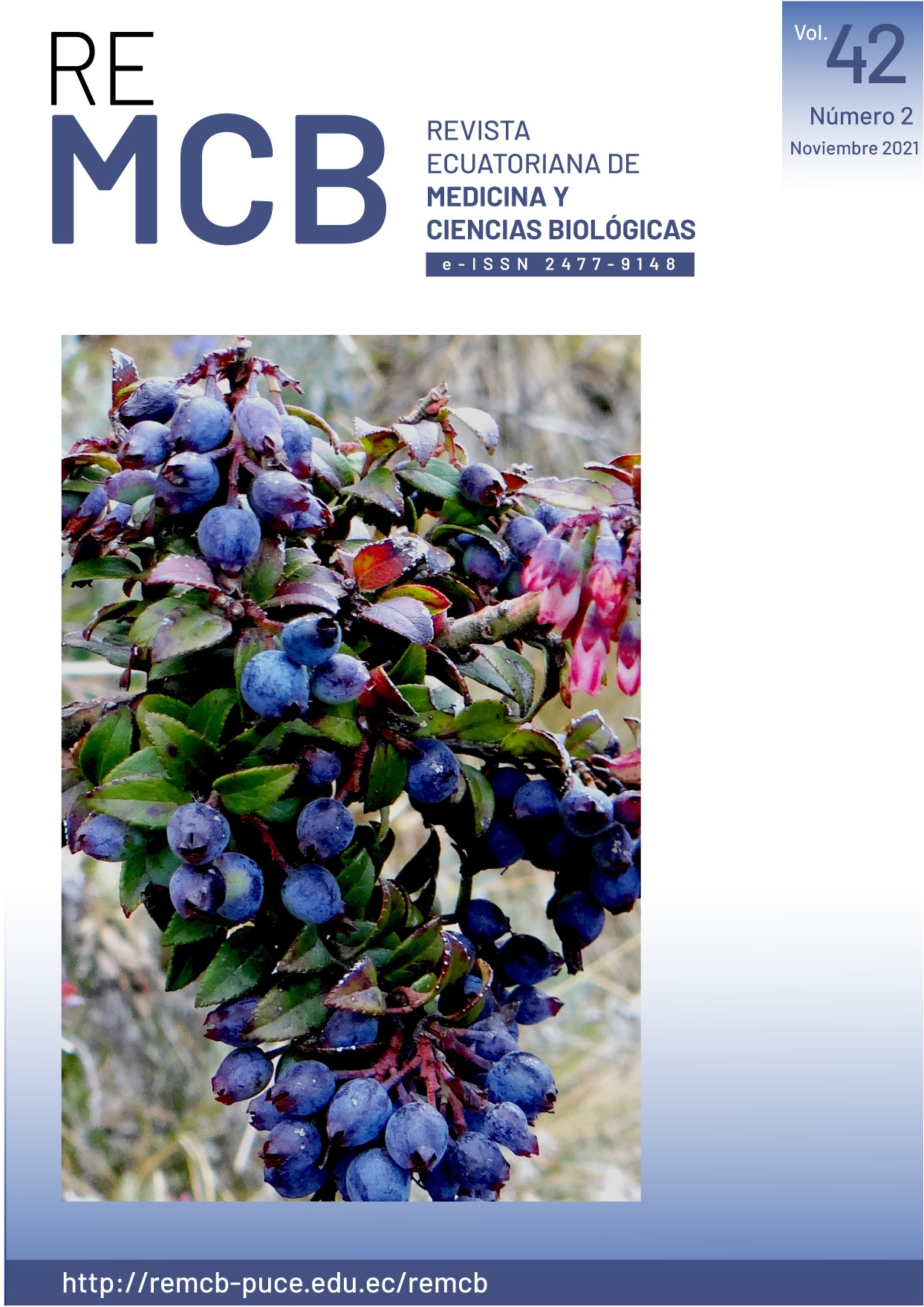 El mortiño (Vaccinium floribundum, Ericaceae) arbusto característico de los páramos ecuatorianos. Los frutos maduros son ingrediente indispensable en para la típica “colada morada” para el Día de los Difuntos (2 de noviembre) en Ecuador. Fotografías cortesía de Christopher Davidson & Sharon Christoph (Flora of the World).